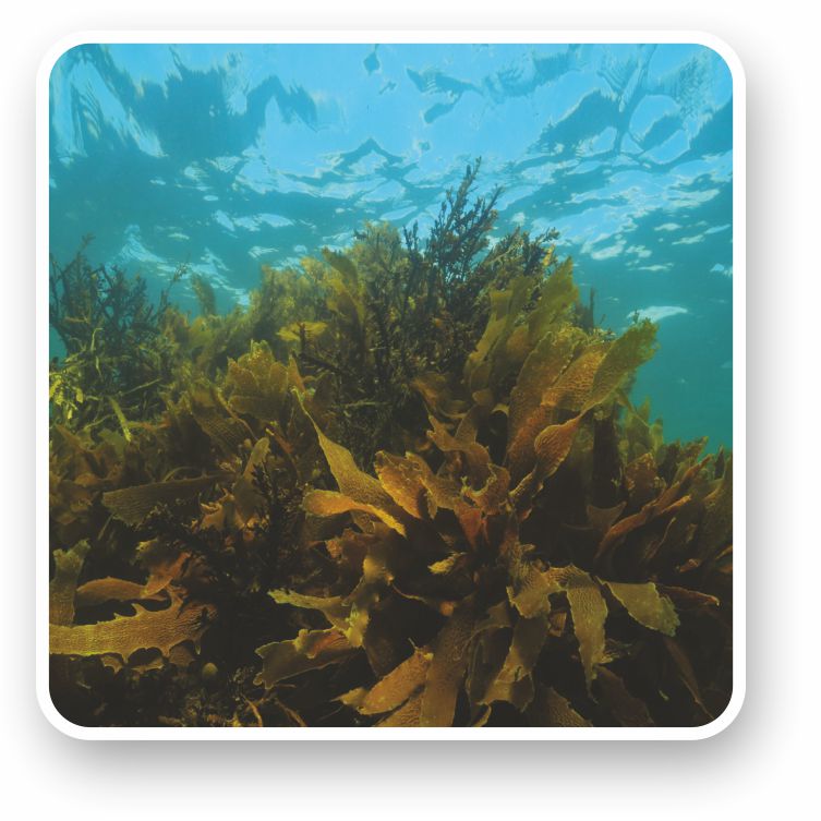 Фукоидан из морских водорослей