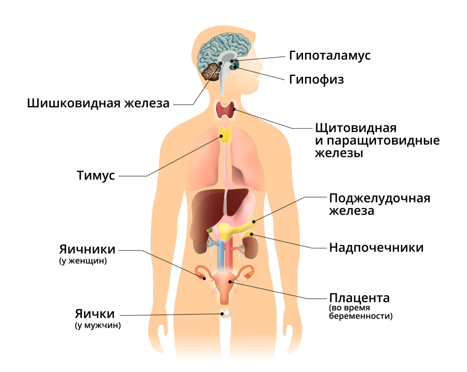 Эндокринная система