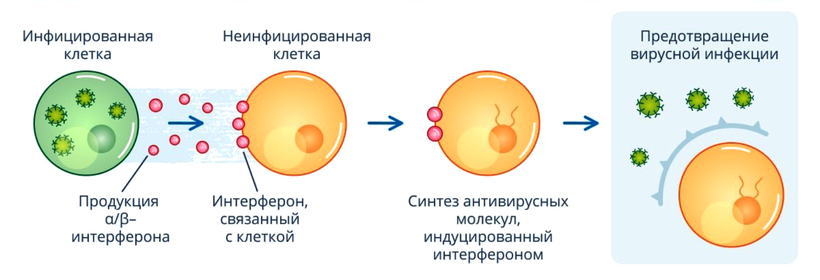 Механизм действия интерферонов